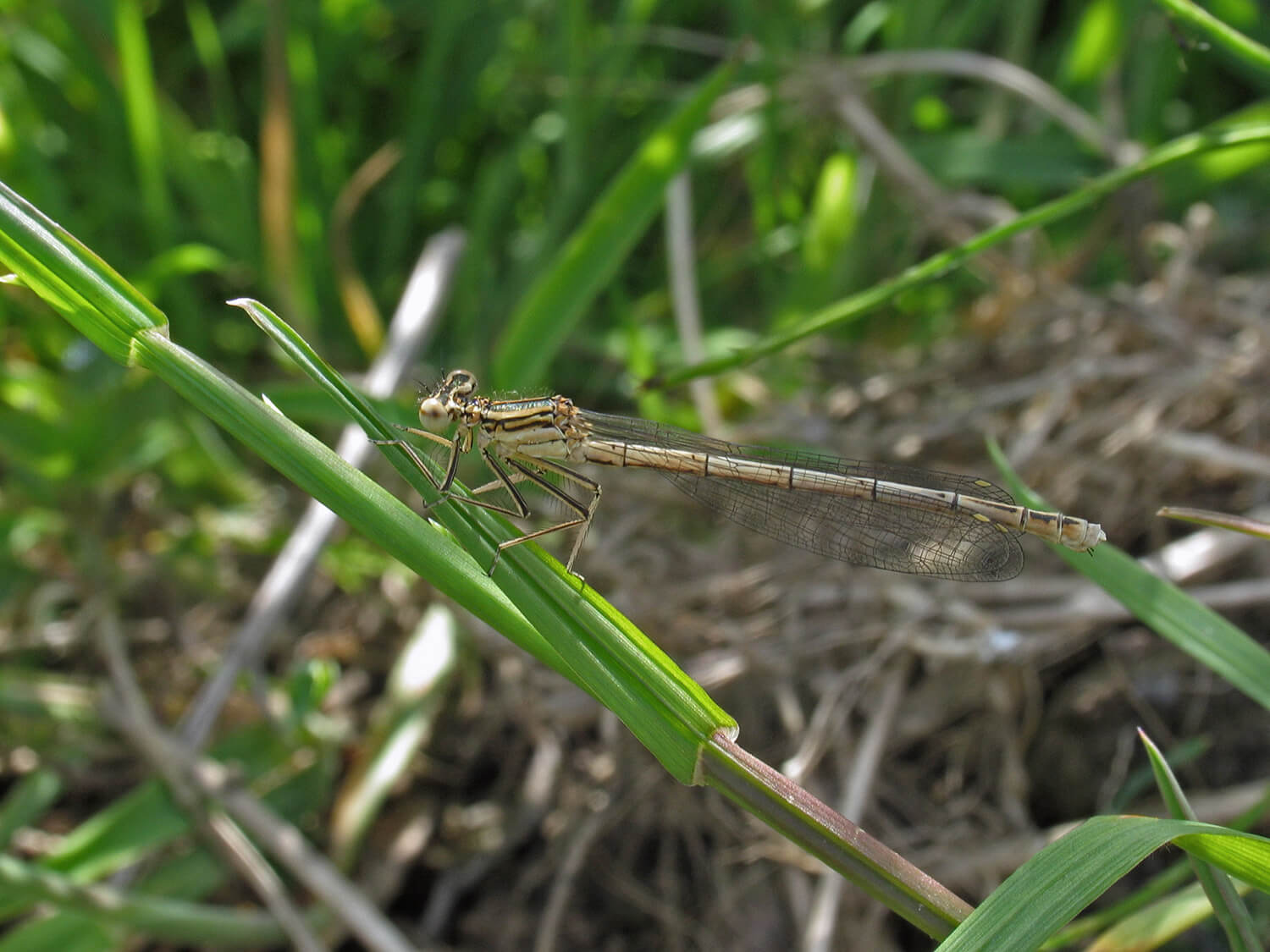 Female Platycnemis pennipes by David Kitching